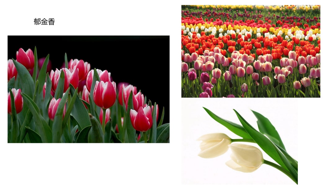 幼儿园中班科学教案：寻找春天的花