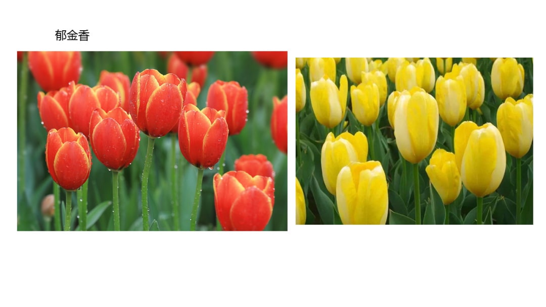 幼儿园中班科学教案：寻找春天的花