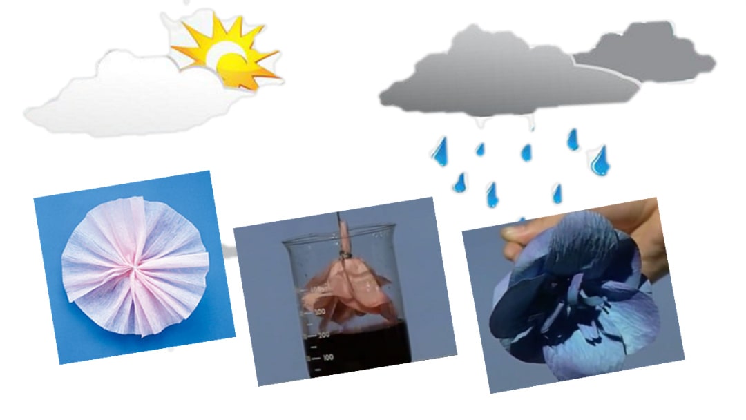 幼儿园中班科学教案：神奇的晴雨花