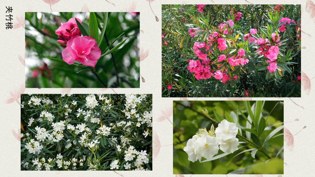 幼儿园中班科学教案：有毒的花