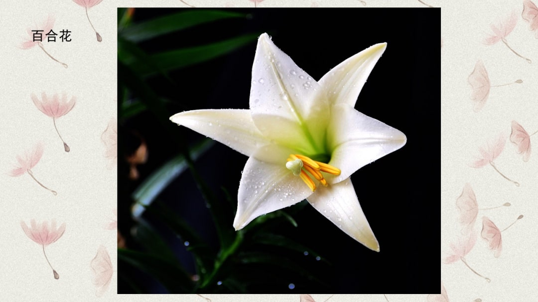 幼儿园中班科学教案：有毒的花