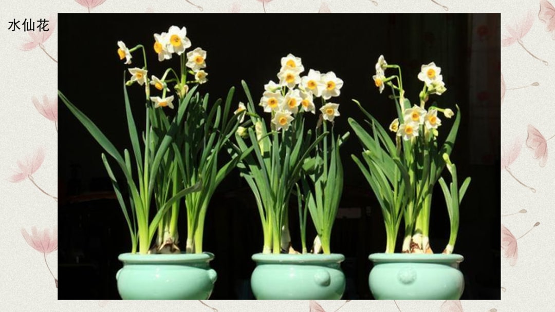 幼儿园中班科学教案：有毒的花