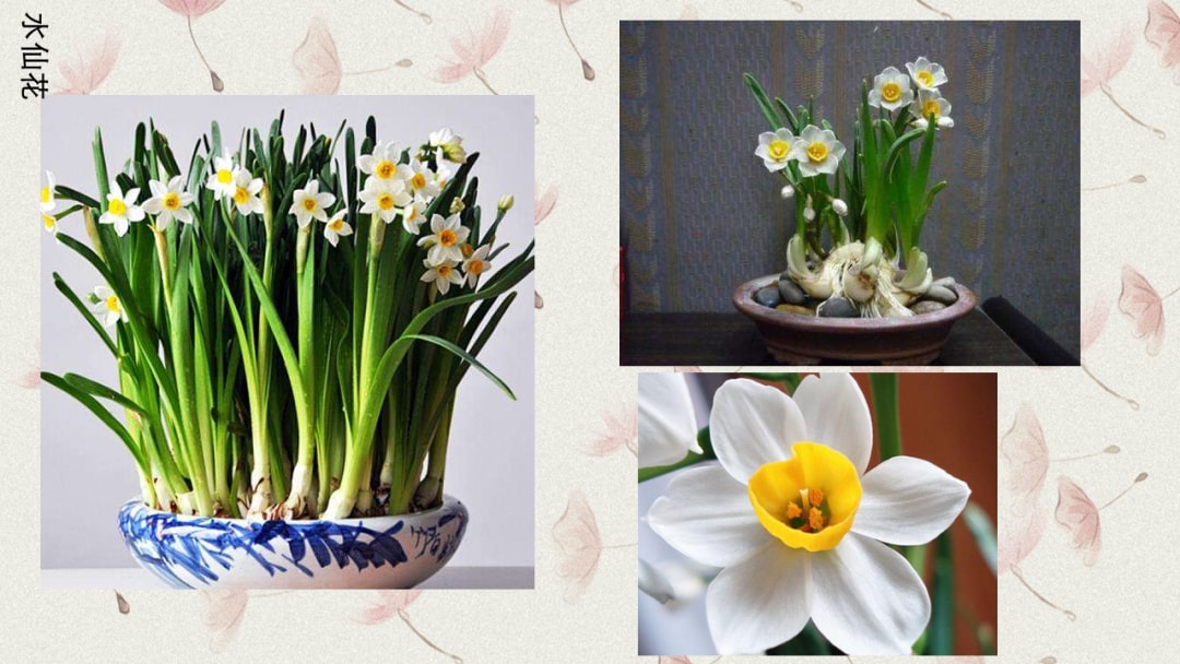 幼儿园中班科学教案：有毒的花