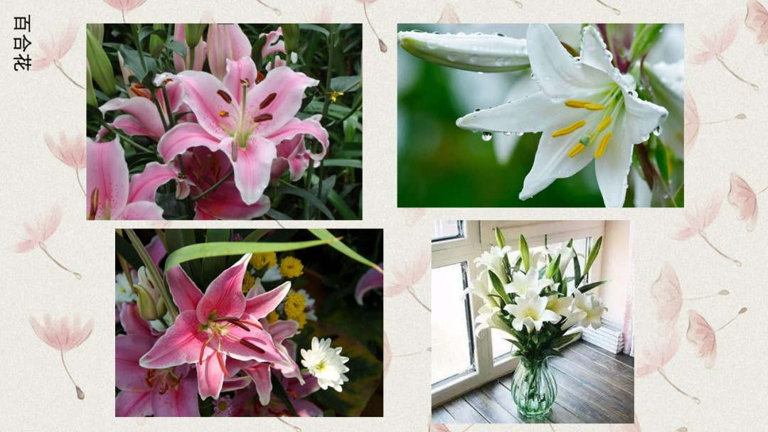 幼儿园中班科学教案：有毒的花