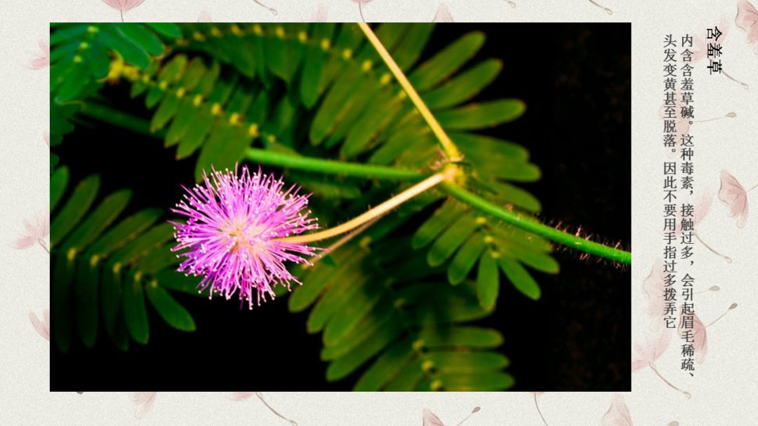 幼儿园中班科学教案：有毒的花