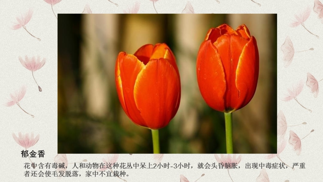 幼儿园中班科学教案：有毒的花