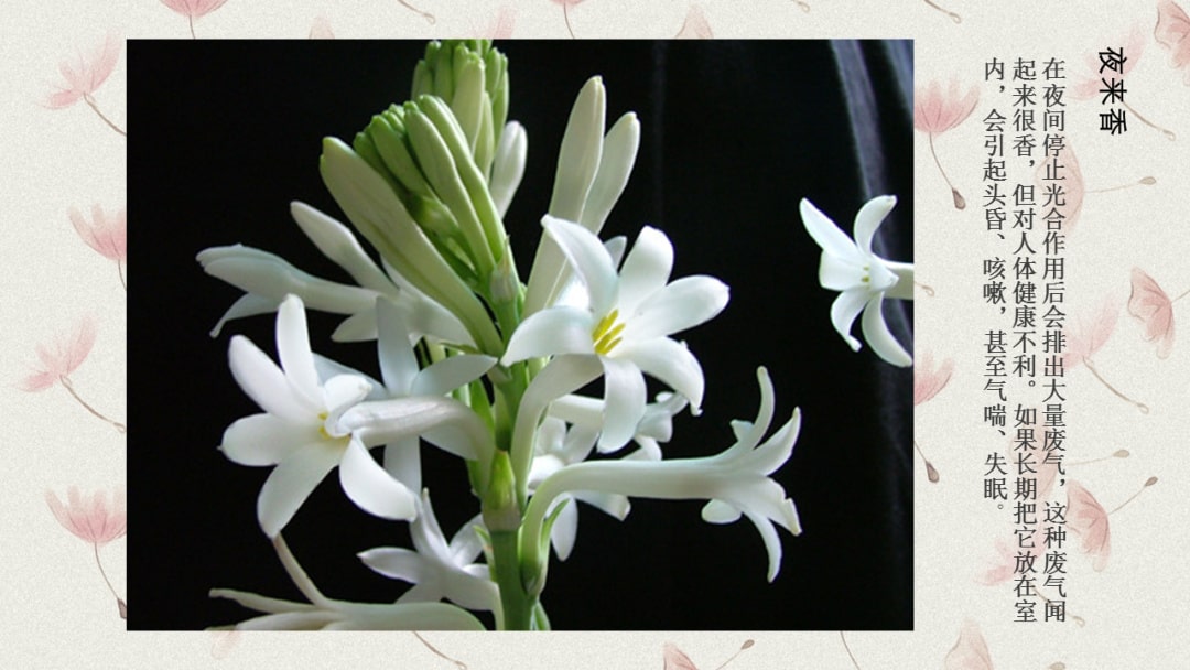 幼儿园中班科学教案：有毒的花