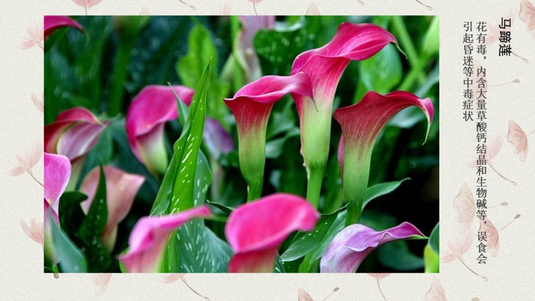 幼儿园中班科学教案：有毒的花