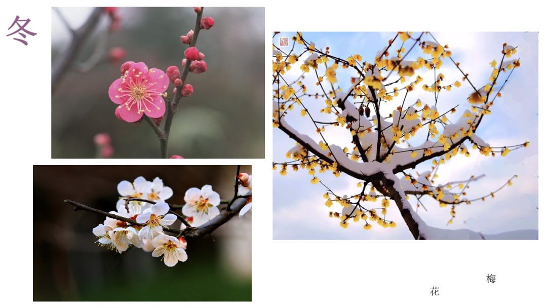 幼儿园中班健康教案：美丽的花儿几时开