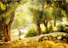 张爱玲作品：张爱玲，一生的繁华