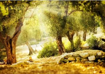 张爱玲作品 | 张爱玲，一生的繁华