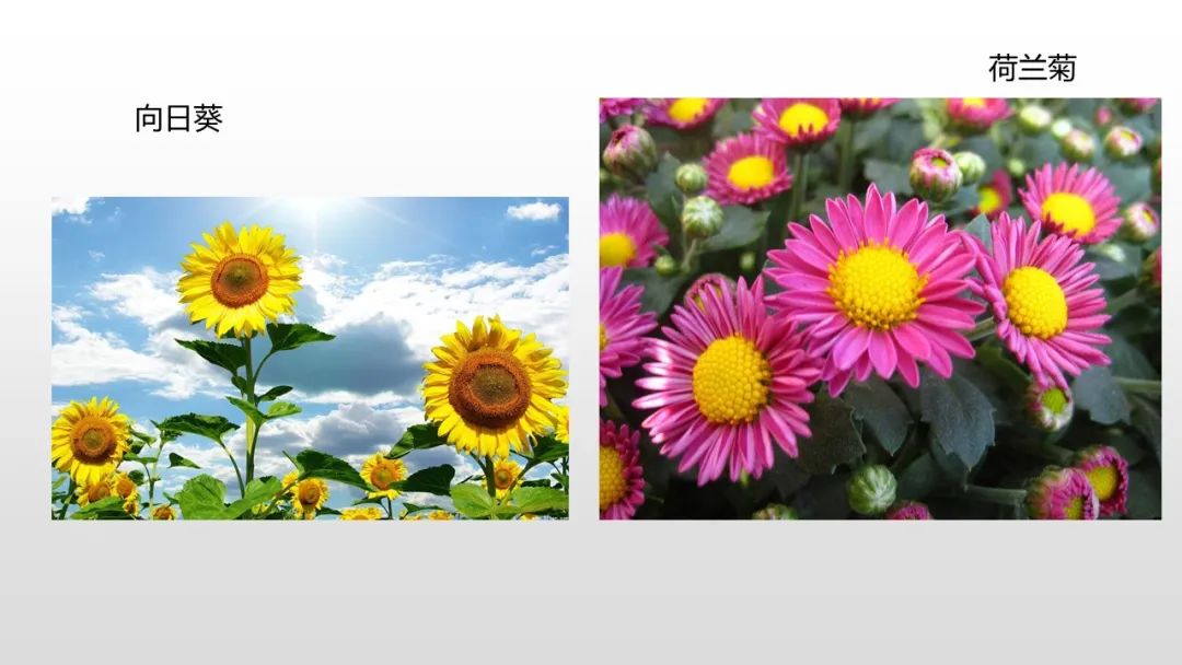 幼儿园中班健康教案：风与花的赛跑