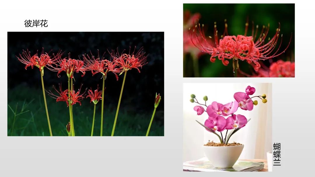 幼儿园中班健康教案：风与花的赛跑