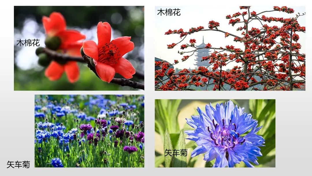 幼儿园中班健康教案：风与花的赛跑