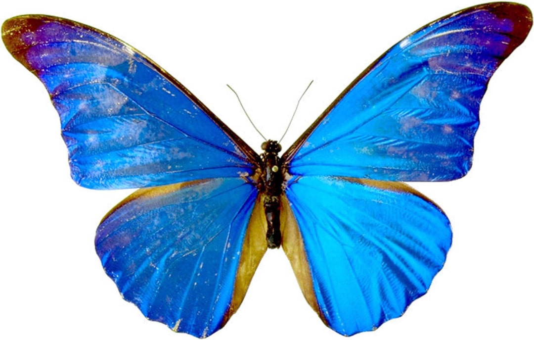 幼儿园中班社会教案：美丽的蝴蝶花