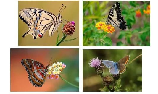 幼儿园中班社会教案：美丽的蝴蝶花