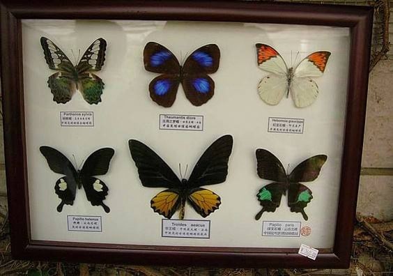 幼儿园中班社会教案：美丽的蝴蝶花