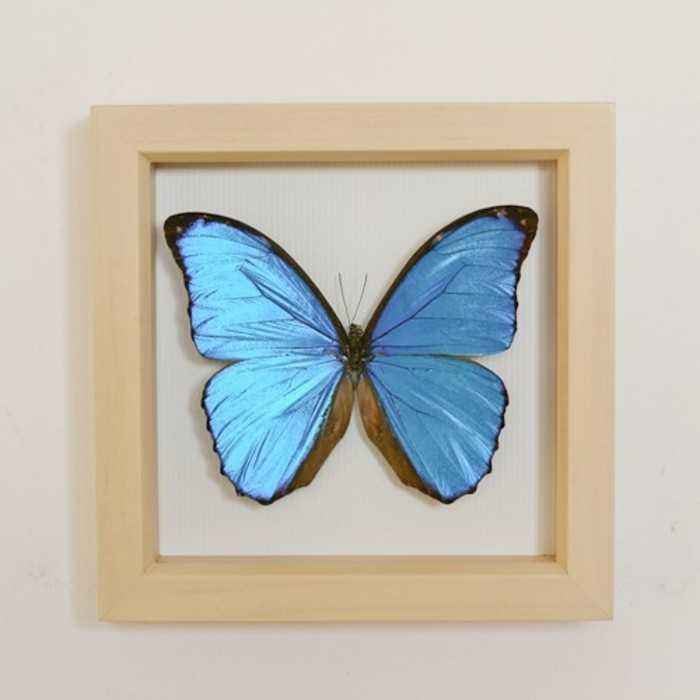 幼儿园中班社会教案：美丽的蝴蝶花