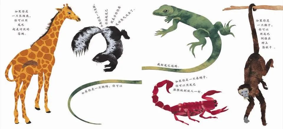 儿童绘本故事推荐《这样的尾巴可以做什么？》