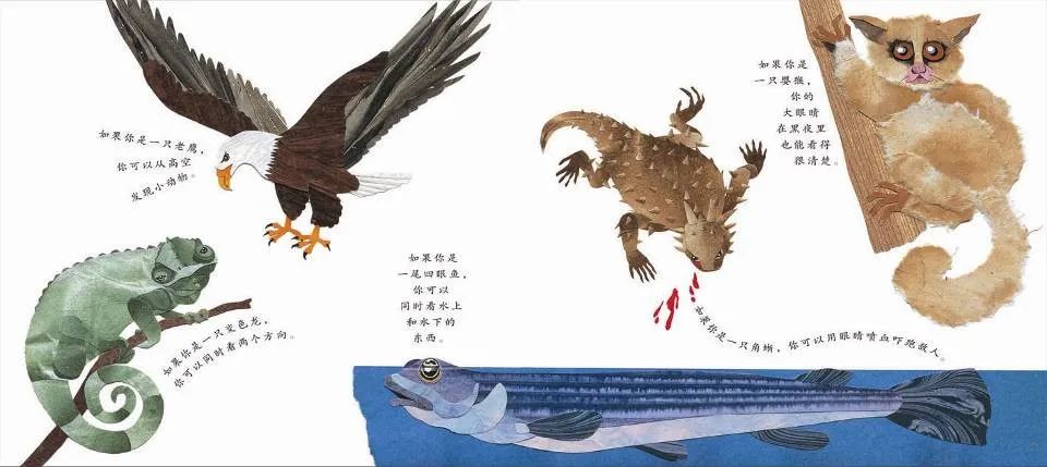 儿童绘本故事推荐《这样的尾巴可以做什么？》