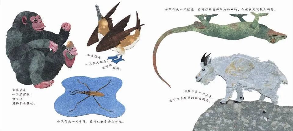 儿童绘本故事推荐《这样的尾巴可以做什么？》