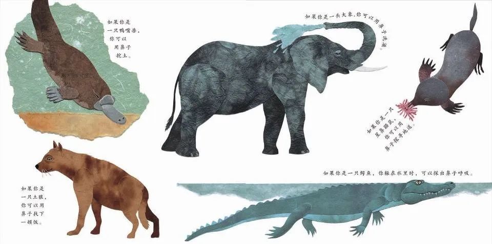 儿童绘本故事推荐《这样的尾巴可以做什么？》