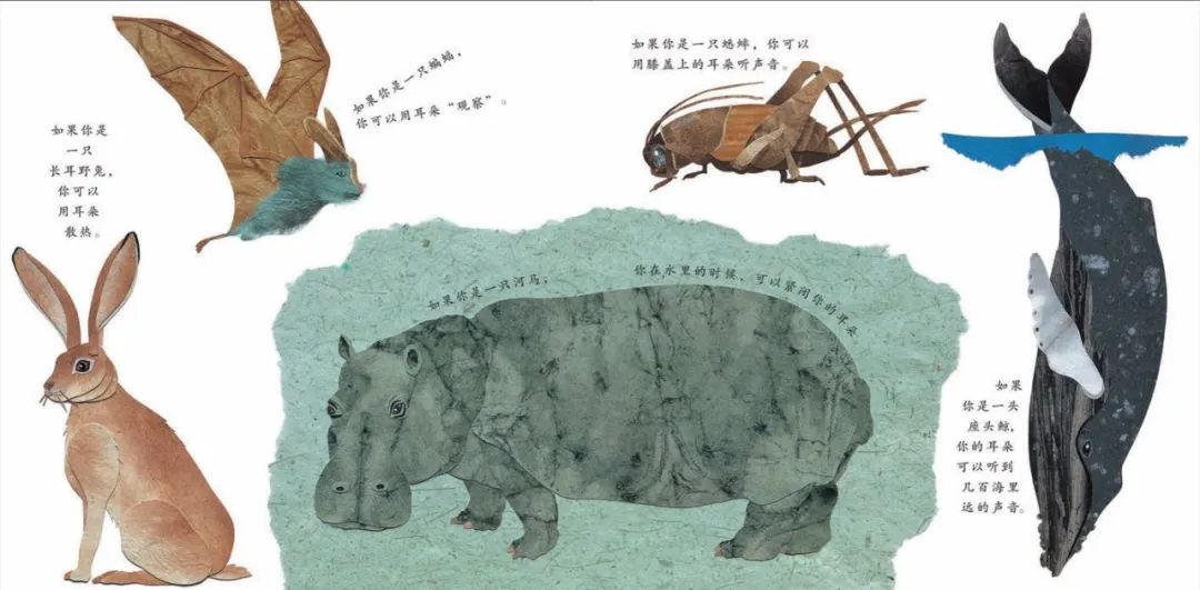 儿童绘本故事推荐《这样的尾巴可以做什么？》