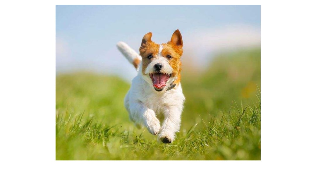 幼儿园大班音乐教案：蜗牛与黄鹂鸟