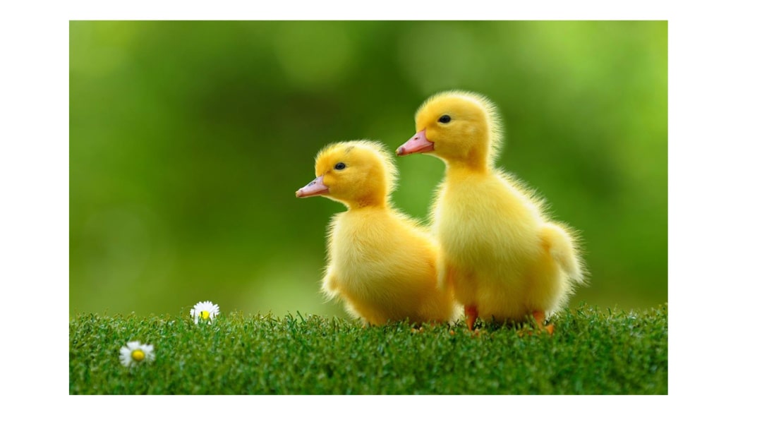 幼儿园大班音乐教案：蜗牛与黄鹂鸟