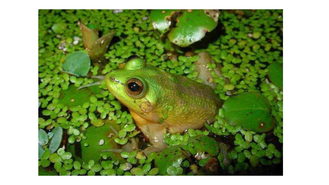 幼儿园大班音乐教案：蜗牛与黄鹂鸟