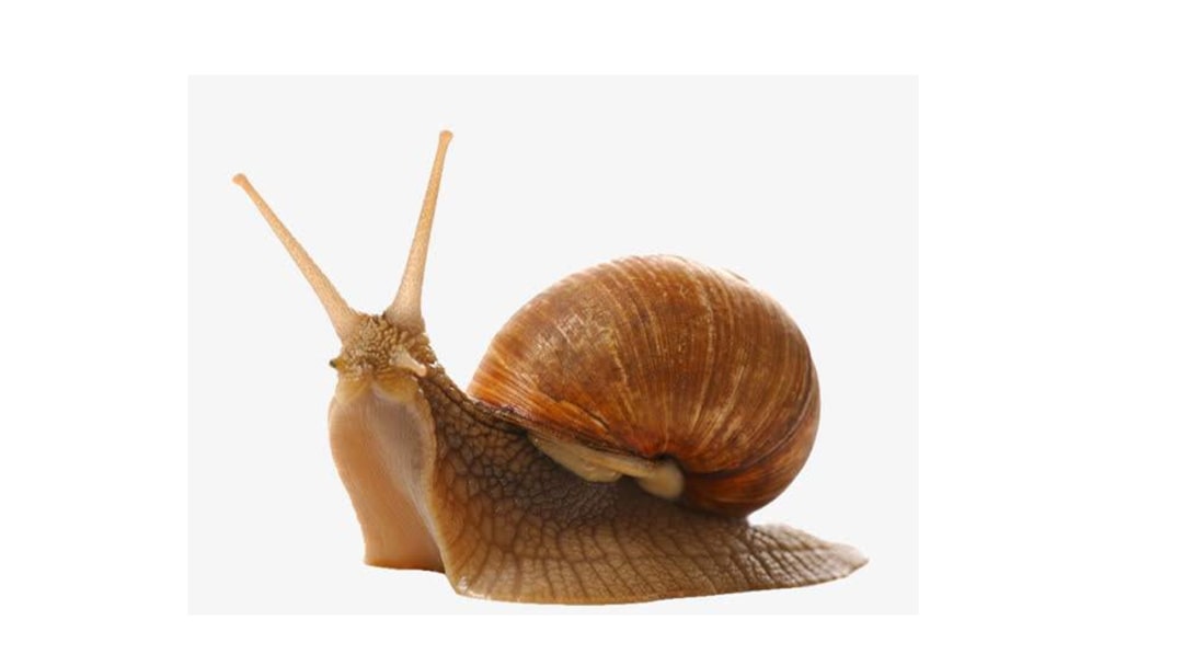 幼儿园大班音乐教案：蜗牛与黄鹂鸟