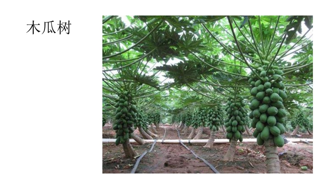 幼儿园大班美术教案：木瓜树