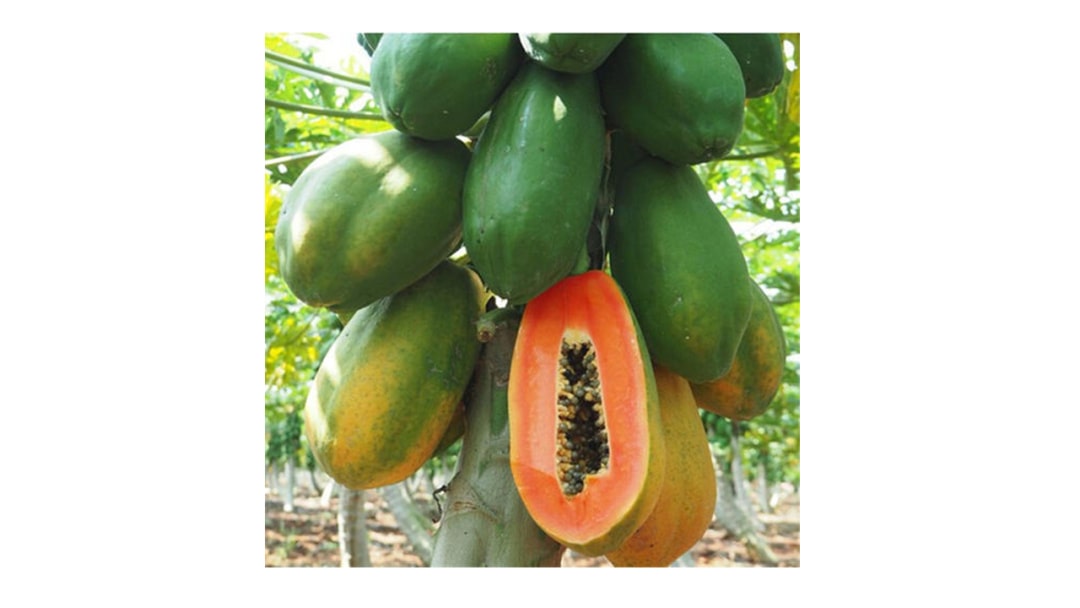 幼儿园大班美术教案：木瓜树