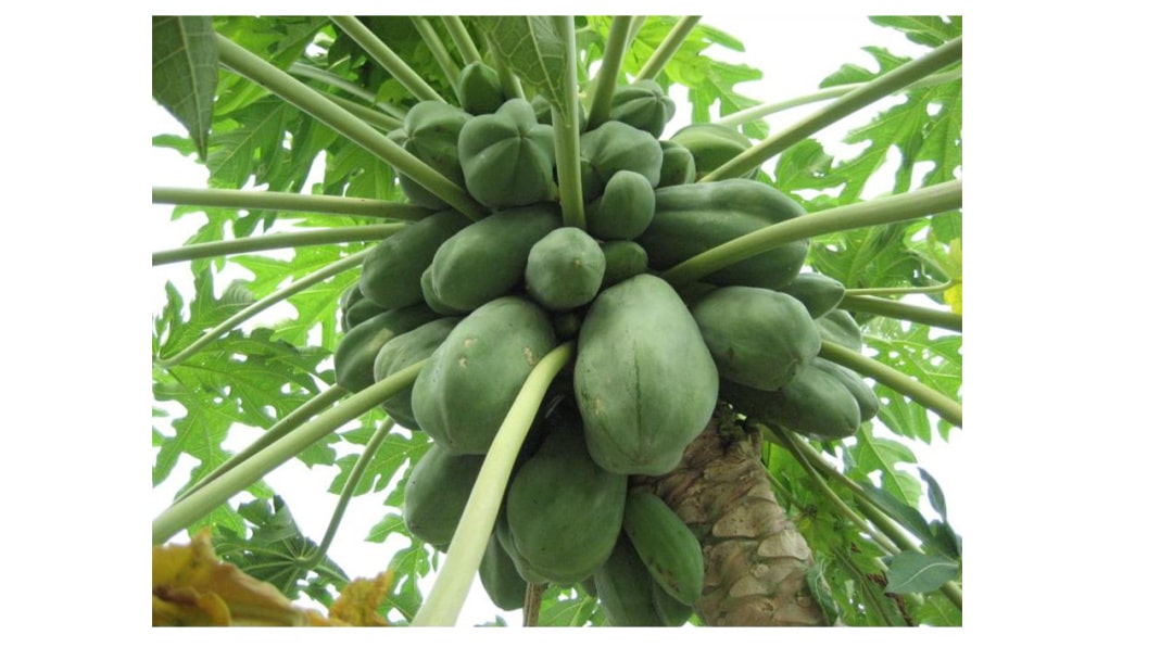 幼儿园大班美术教案：木瓜树