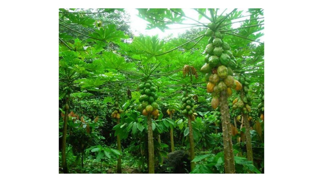 幼儿园大班美术教案：木瓜树