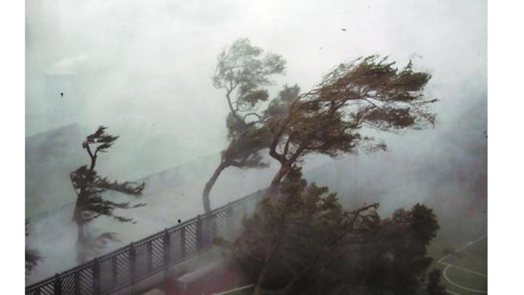 幼儿园大班艺术教案：风和树的游戏