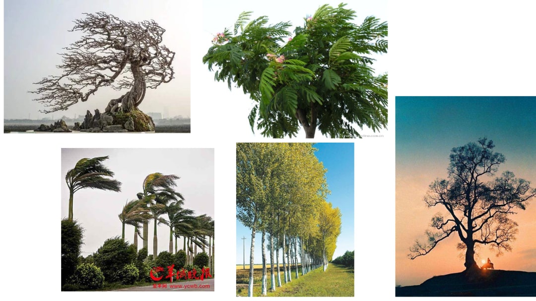 幼儿园大班艺术教案：风和树的游戏