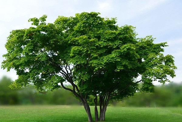 幼儿园大班主题活动《神奇的叶子》