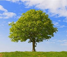 幼儿园大班主题活动《神奇的叶子》