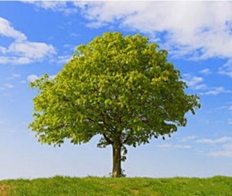 幼儿园大班主题活动《神奇的叶子》