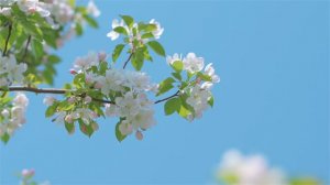 关于描写春天的诗句和成语