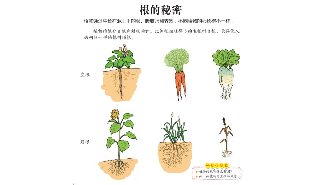 幼儿园大班科学教案：根的秘密