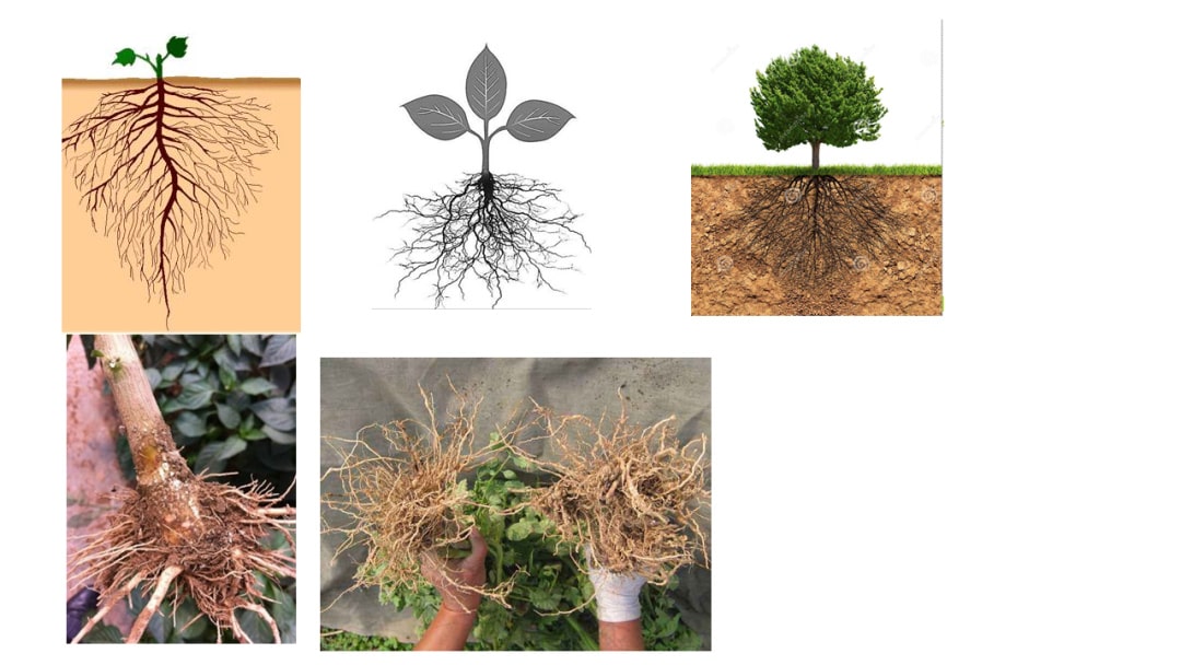 幼儿园大班科学教案：根的秘密