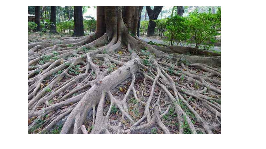 幼儿园大班科学教案：根的秘密