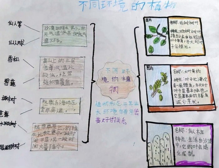 植物与环境手抄报简单又漂亮