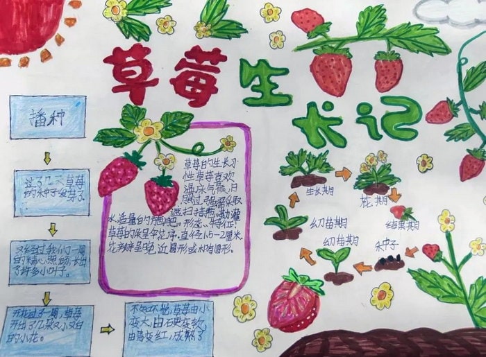 植物与环境手抄报简单又漂亮