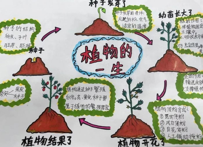 植物与环境手抄报简单又漂亮