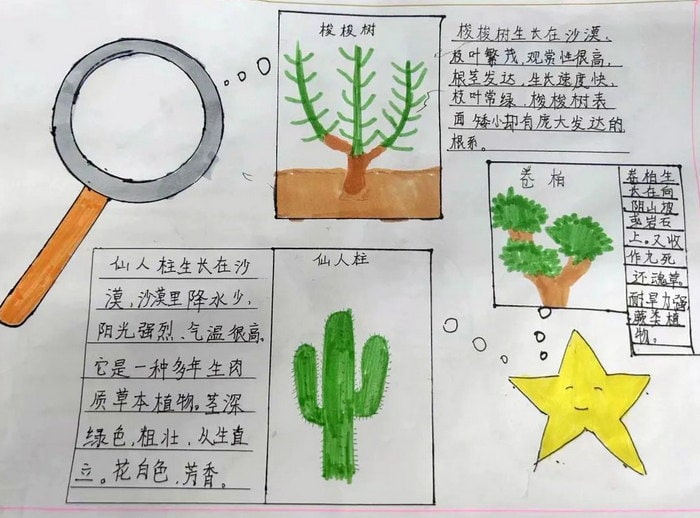 植物与环境手抄报简单又漂亮