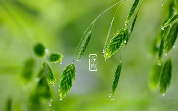 幼儿园谷雨节气教育活动方案