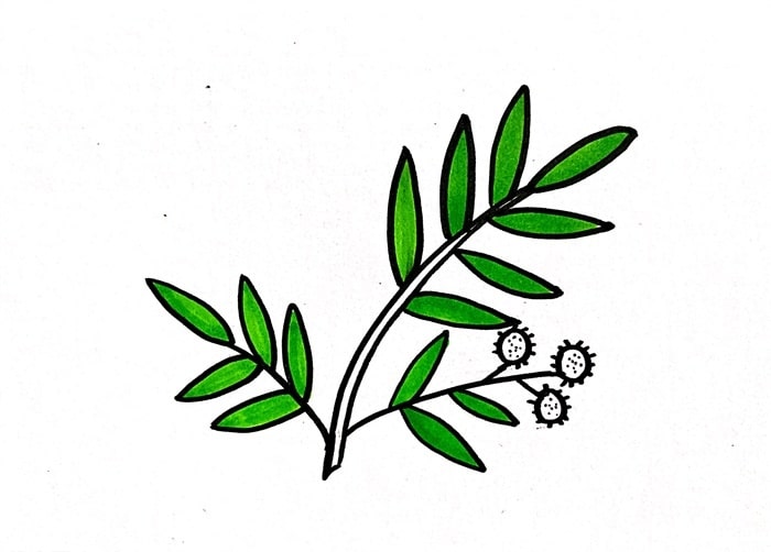 含羞草简笔画图片教程